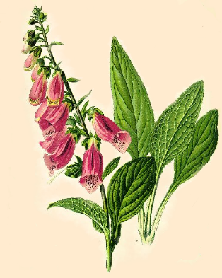 Digitalis Purpurea